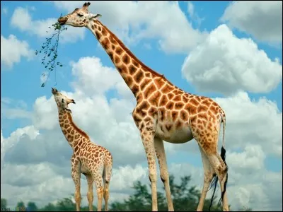 Le petit de la girafe s'appelle...