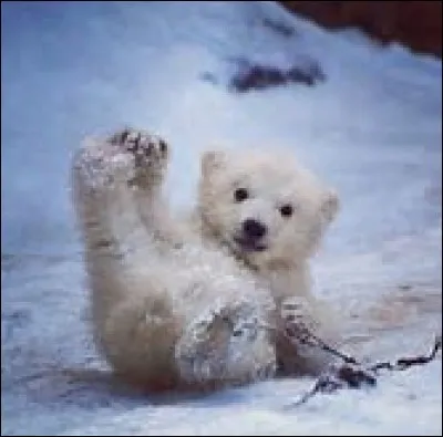 Comment s'appelle ce bébé ?