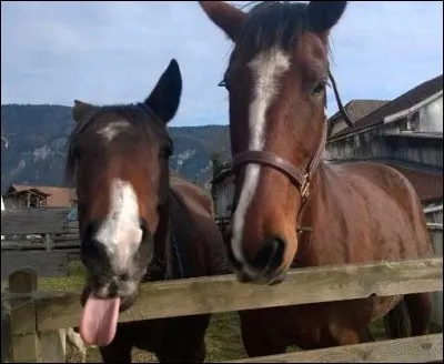 Comment les chevaux font pour dire qu'ils aiment quelqu'un ?
