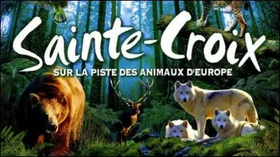 Ensuite nous ferons un petit tour au Parc animalier de Sainte-Croix, principalement sp&eacute;cialis&eacute; dans la faune europ&eacute;enne !