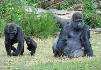 Autre curiosit&eacute;, la Vall&eacute;e des Singes !