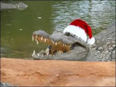 A voir, la Ferme aux Crocodiles !