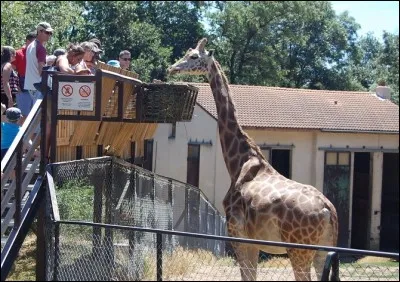 Puisque vous n'avez pas l'air de savoir ce que vous voulez, tentez le Safari de Peaugres !