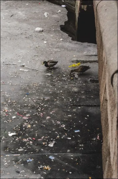 Le musée de l'Ermitage est situé à Saint-Pétersbourg.