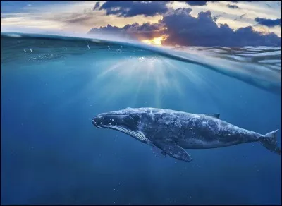 Le poids de la baleine est constitué de 50-70% de ...