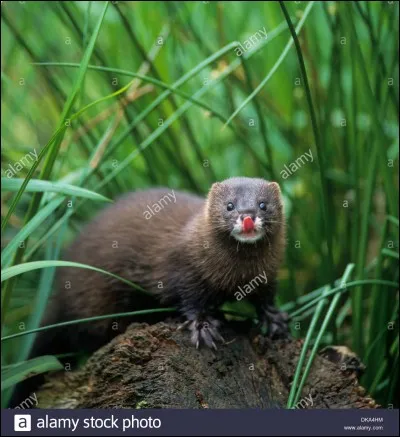 Quel est l'ordre du vison d'Europe ?