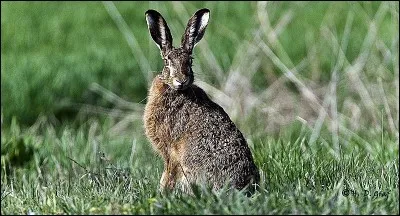 Généralement, combien de petits la hase fait-elle par portée ?