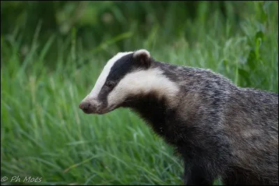 Quelle est la période de reproduction chez le blaireau ?