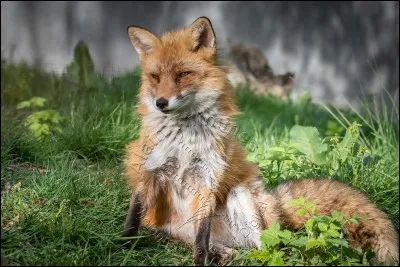 Quel est le statut du renard ?