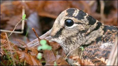 Quelle est la famille de la bécasse ?