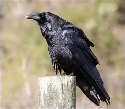 Quelle est l'espérance de vie chez le grand corbeau ?