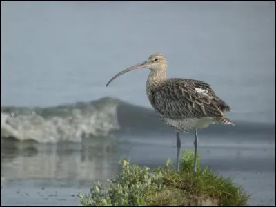 Le courlis cendré est...