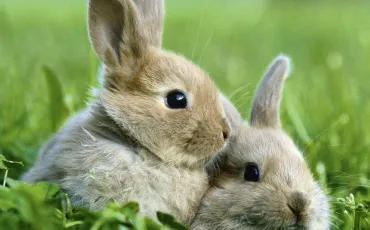 Quiz Lapins