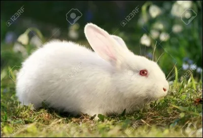 Ce lapin est albinos.
