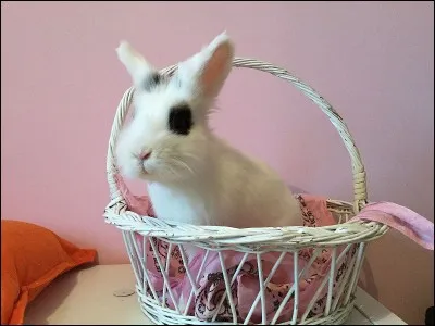 Le lapin nain est plus gros que le lapin.