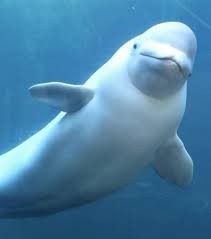 Quiz Animaux