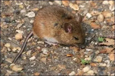 En changeant une lettre on change d'animal, c'est donc le...