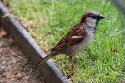 Sur quelle lettre allez-vous cliquer pour transformer cet oiseau en chien ?