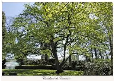 Pour devenir un petit coffret, il faut changer une lettre à cet arbre : laquelle ?