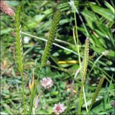 Pour devenir un instrument, quelle lettre allez-vous changer ?