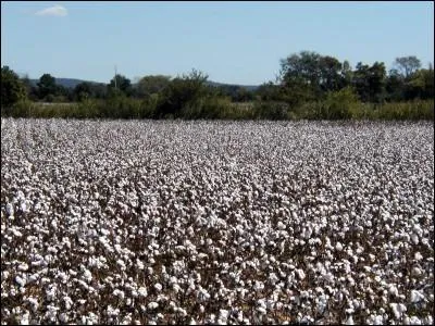 Quelle fut longtemps l'activit conomique principale de l'Etat ?