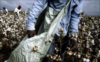 Pendant longtemps, l'agriculture fut la principale ressource de l'Etat, notamment  l'aide des esclaves nombreux qui s'occupaient des champs. On appelait cette conomie la Black Belt. Pourquoi ?
