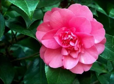 Quelle fleur reprsente l'Alabama ?