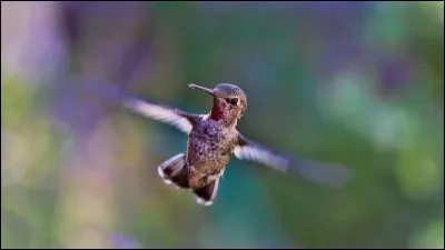 Que signifie l'expression "battre de l'aile" ?