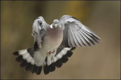 Dans quel sport peut-on faire une aile de pigeon ?