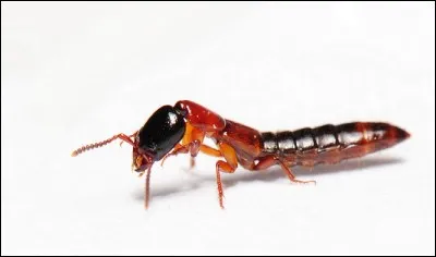 Qu'est-ce qu'un insecte "aptère" ?