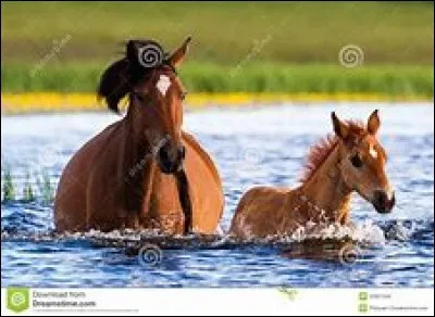 Cet animal est-il menacé ?