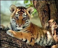 Quiz Animaux