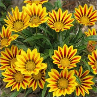 Quel est son nom latin ?