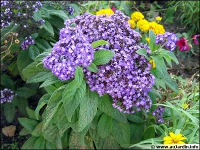 Quel est son nom latin ?