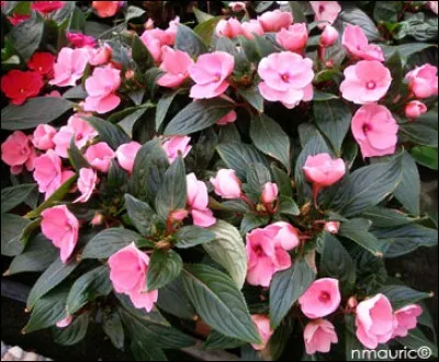 Quel est son nom latin ?