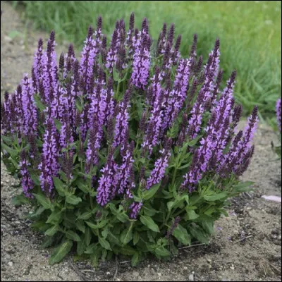 Quel est son nom latin ?