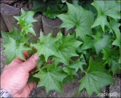 Quel est son nom latin ?