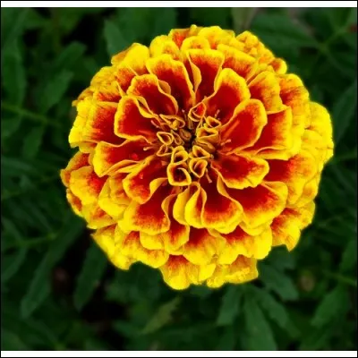 Quel est son nom latin ?