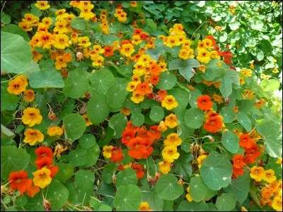 Quel est son nom latin ?