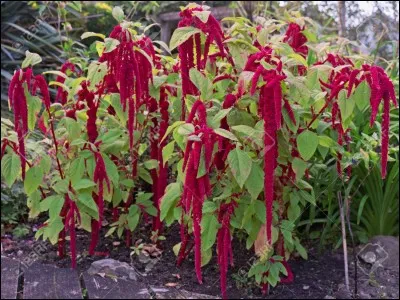 Quel est son nom latin ?