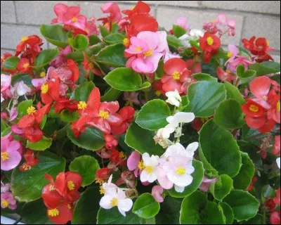 Quel est son nom latin ?