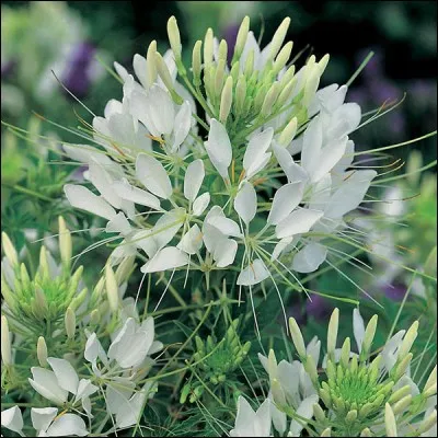 Quel est son nom latin ?