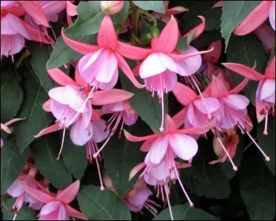 Quel est son nom latin ?