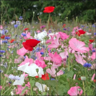 Tes fleurs préférées sont...