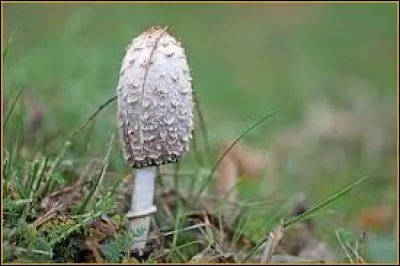 Le roi carolingien Louis 1er est connu sous trois surnoms : lequel est faux ?
