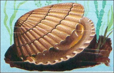 Mollusque bivalve comestible de la famille des Veneridae :