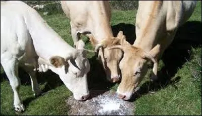 Cette larve vit en parasite dans la peau des bovins et provoque des tumeurs perforantes qui rendent le cuir inutilisable.