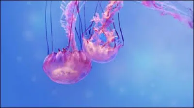 Chez certaines méduses, cette membrane munie de cils sert à la locomotion.