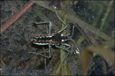 Punaise d'eau douce qui court à la surface des eaux vives :