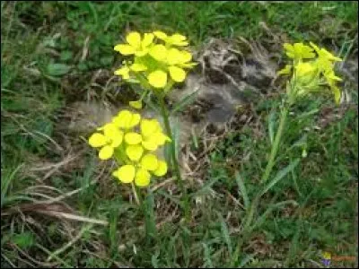 Nom usuel du sisymbre officinal (herbe aux chantres), plante de la famille des crucifères dont les fleurs sont petites et jaunes :